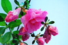 Mother's Day : 